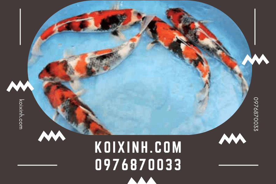 koixinh.com - Cá Koi Showa: Tất cả những điều bạn cần biết