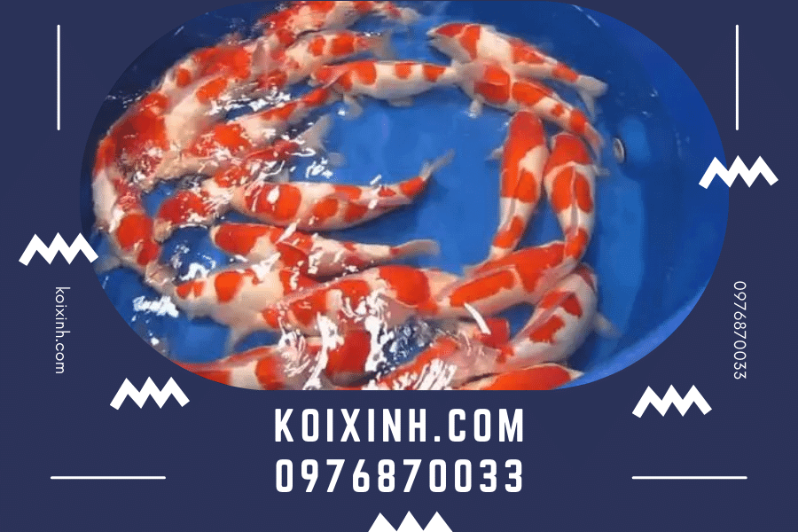 koixinh.com - Giới thiệu về dòng cá Koi Kohaku