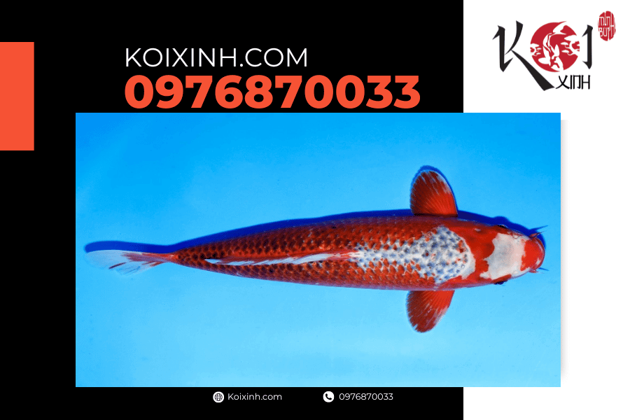 Cá Koi Asagi: Dòng cá Koi được nhiều người ưa thích koixinh.com - Hi Asagi