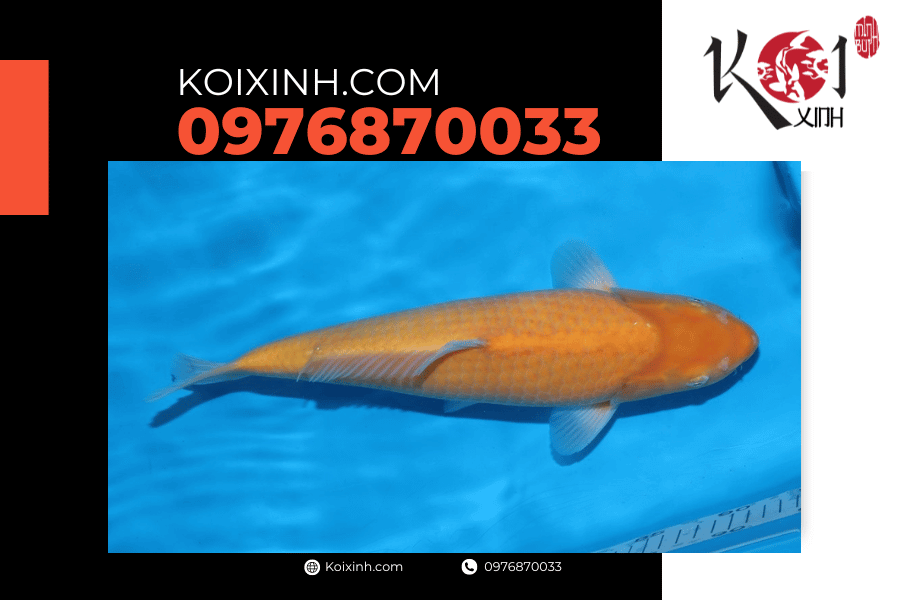 Cá Koi Ochiba: Nguồn gốc, đặc điểm và cách lựa chọn koixinh.com - Karashigoi Ochiba