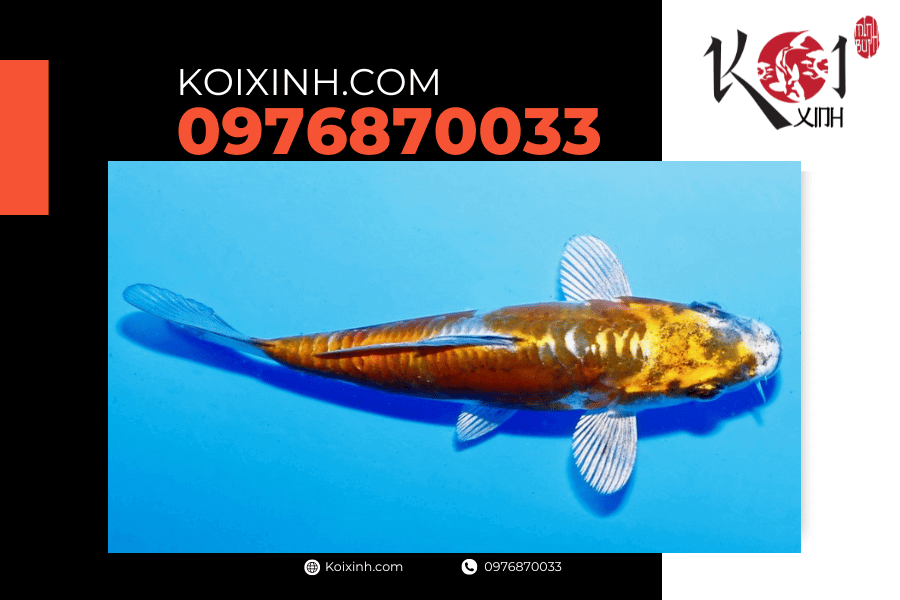 Cá Koi Ochiba: Nguồn gốc, đặc điểm và cách lựa chọn koixinh.com - Koi Doitsu Ochiba