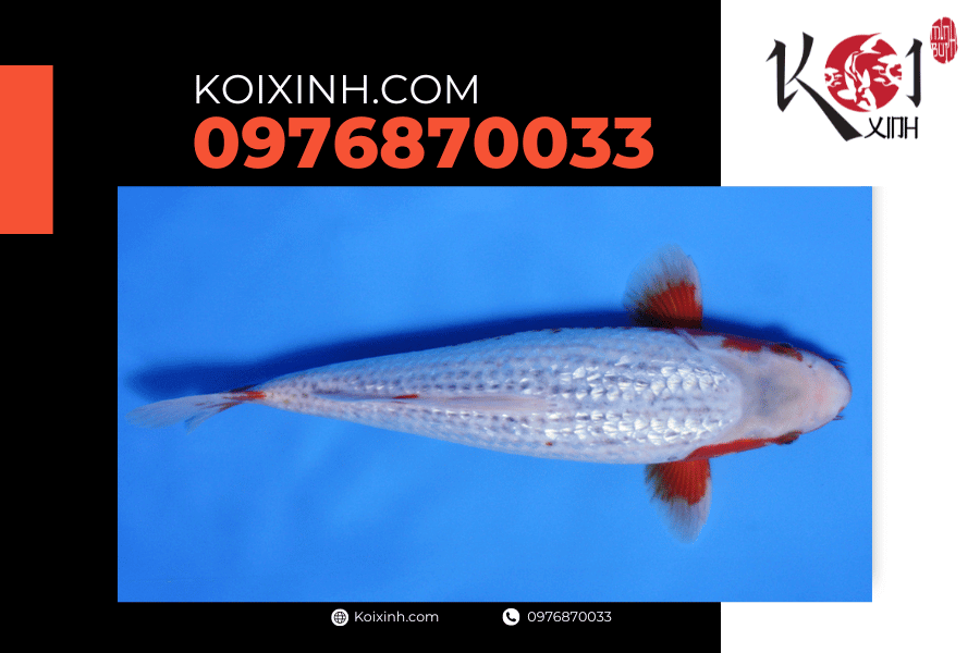 Cá Koi Asagi: Dòng cá Koi được nhiều người ưa thích koixinh.com - Koi Ginrin Asagi