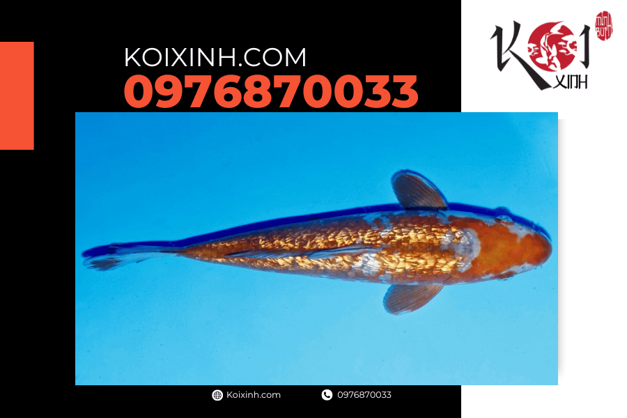 Cá Koi Ochiba: Nguồn gốc, đặc điểm và cách lựa chọn koixinh.com - Koi Ginrin Ochiba