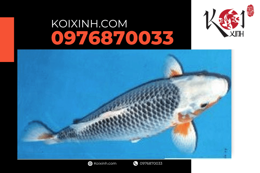 Cá Koi Asagi: Dòng cá Koi được nhiều người ưa thích koixinh.com - Koi Konjo Asagi
