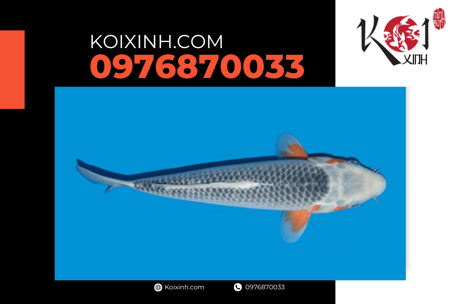 Cá Koi Asagi: Dòng cá Koi được nhiều người ưa thích koixinh.com - Koi Narumi Asagi