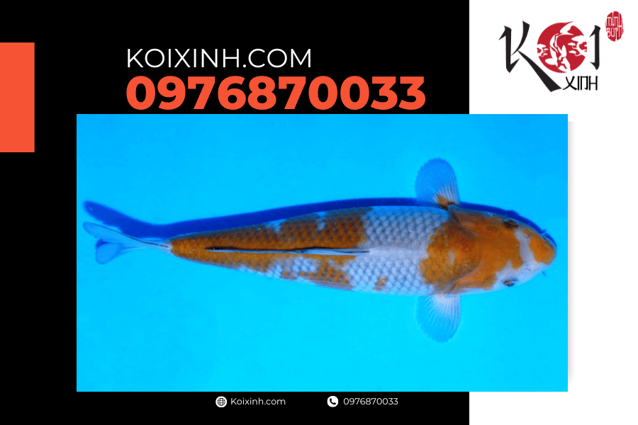 Cá Koi Ochiba: Nguồn gốc, đặc điểm và cách lựa chọn koixinh.com - Ochiba Shigure