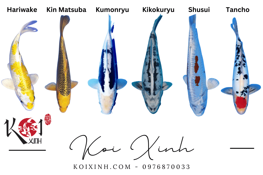 Cá Koi Doitsu: Nguồn gốc, đặc điểm và cách phân loại koixinh.com - Phân loại