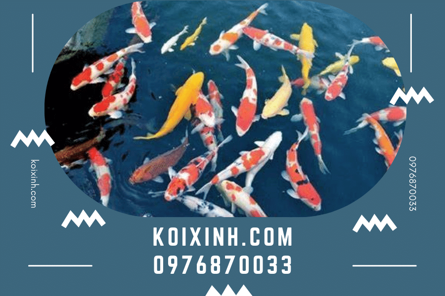 koixinh.com - Phân loại cá chép Koi