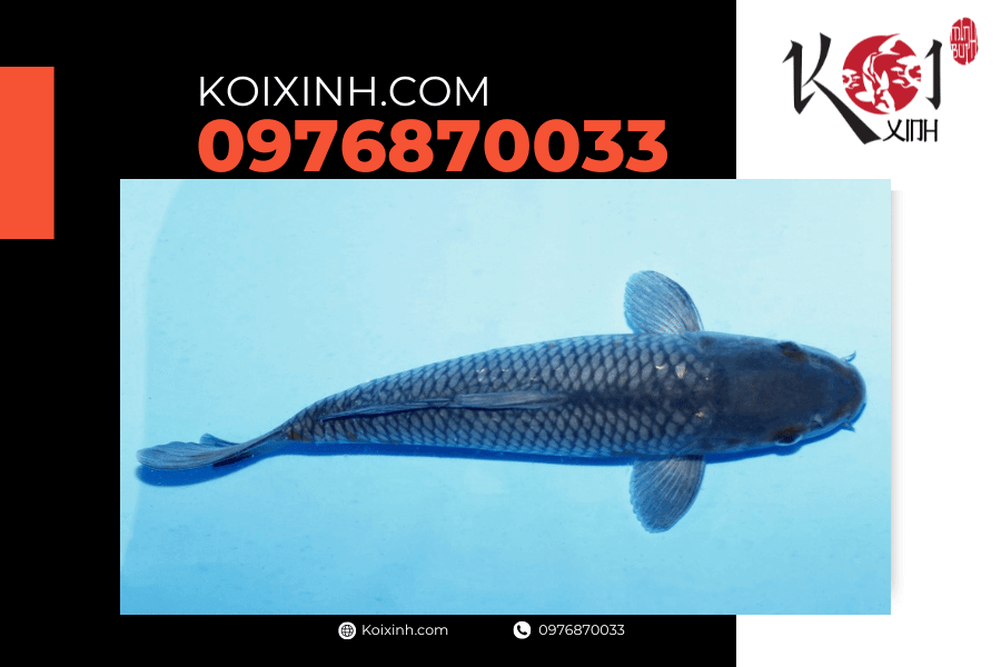 Cá Koi Ochiba: Nguồn gốc, đặc điểm và cách lựa chọn koixinh.com - Soragoi Ochiba
