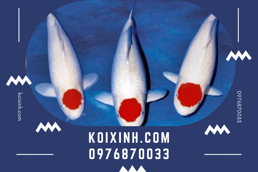 koixinh.com - Tất cả những gì bạn nên biết về Cá Koi Tancho