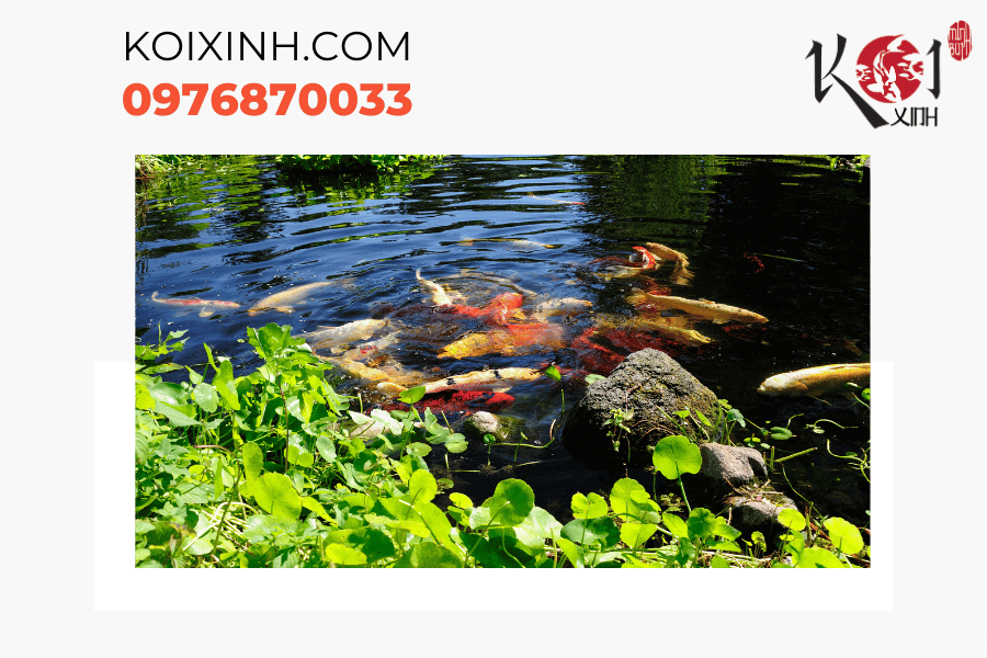 Thư giãn cùng gia đình với cảnh quan đẹp của hồ cá Koi trong sân sau Thư giãn cùng gia đình với cảnh quan đẹp của hồ cá Koi trong sân sau