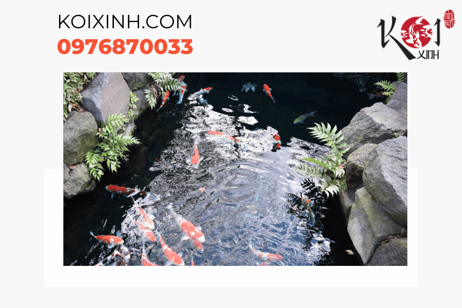 Tạo điểm nhấn cho không gian sân sau của bạn với hồ cá Koi độc đáo Tạo điểm nhấn cho không gian sân sau của bạn với hồ cá Koi độc đáo