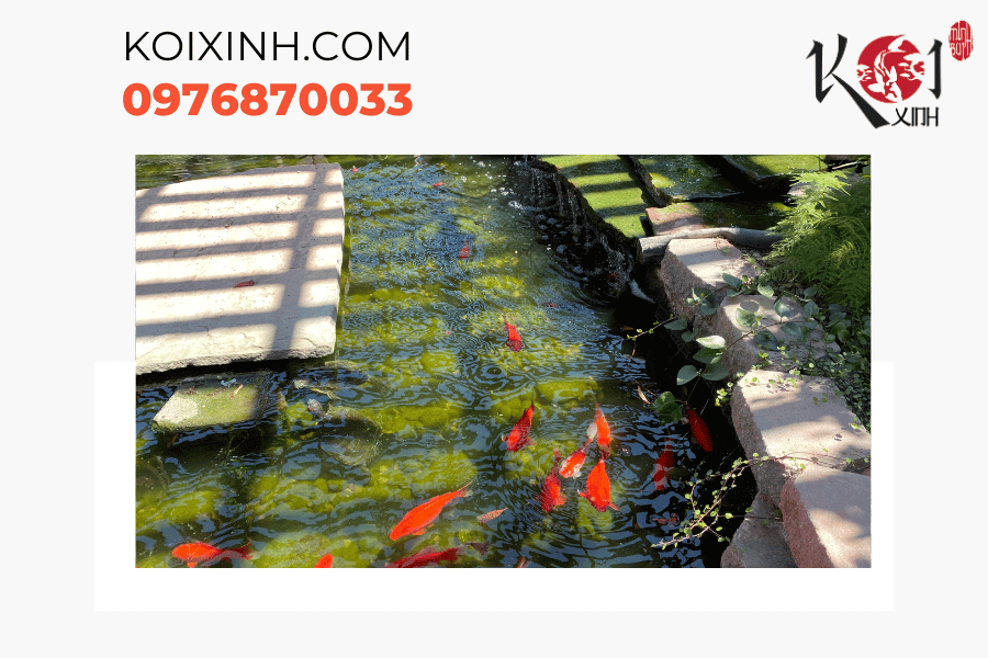 Hồ cá Koi - Nơi cất giữ niềm đam mê và thăng hoa tinh thần của bạn Hồ cá Koi - Nơi cất giữ niềm đam mê và thăng hoa tinh thần của bạn