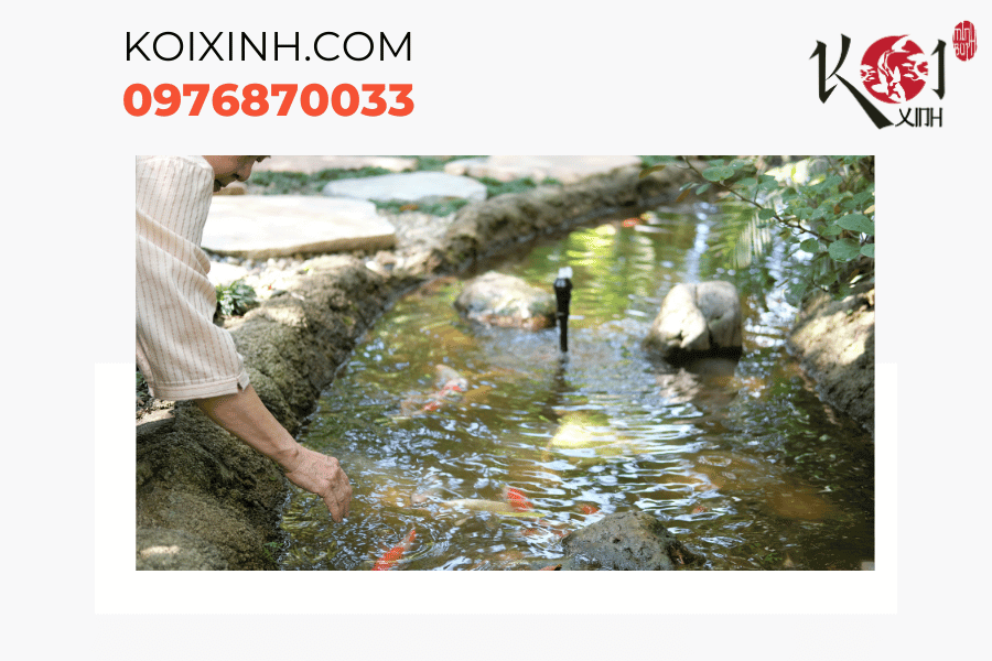 Khám phá sự đẹp độc đáo của các chú cá Koi trong hồ cá trong sân sau Khám phá sự đẹp độc đáo của các chú cá Koi trong hồ cá trong sân sau