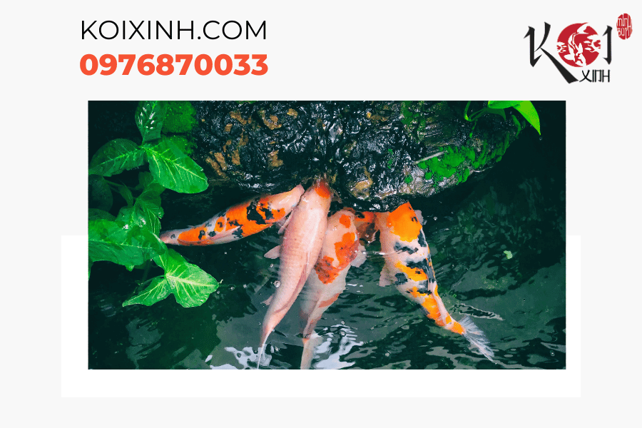 Hồ cá Koi - Tự tạo cho mình một khu vườn mini tuyệt đẹp trong ngôi nhà của bạn Hồ cá Koi - Tự tạo cho mình một khu vườn mini tuyệt đẹp trong ngôi nhà của bạn