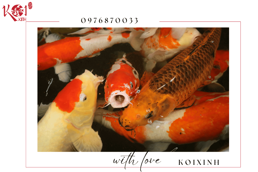 Cá Koi Nhật Bản - Quốc ngư của đất nước mặt trời mọc Cá Koi Nhật Bản - Quốc ngư của đất nước mặt trời mọc