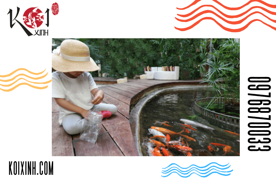 Hãy trang bị cho mình những kiến thức cần thiết để làm hồ cá Koi đúng kỹ thuật và tạo ra môi trường sống tốt nhất cho cá Koi của bạn. Hãy trang bị cho mình những kiến thức cần thiết để làm hồ cá Koi đúng kỹ thuật và tạo ra môi trường sống tốt nhất cho cá Koi của bạn.
