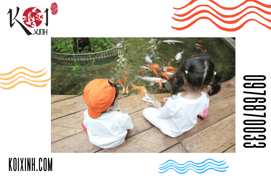Tạo một môi trường sống lành mạnh cho các loài cá Koi với các kỹ thuật thi công hồ đúng kỹ thuật. Tạo một môi trường sống lành mạnh cho các loài cá Koi với các kỹ thuật thi công hồ đúng kỹ thuật.