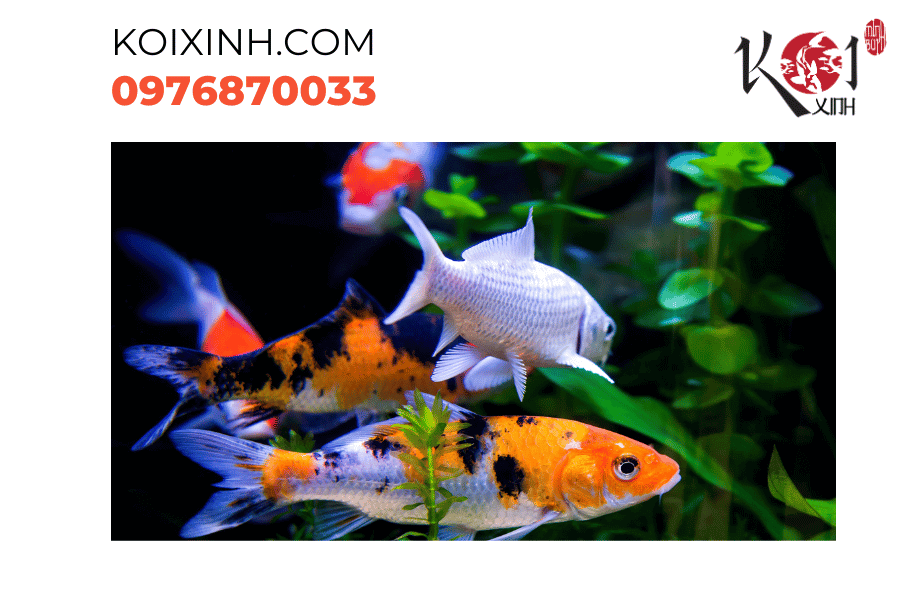 Sự chuẩn bị cẩn thận để bảo vệ cá Koi trong mùa lạnh Sự chuẩn bị cẩn thận để bảo vệ cá Koi trong mùa lạnh