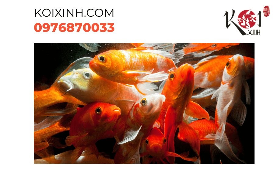 Đón nhận mùa thu và đông với hồ cá Koi đẹp và an lành Đón nhận mùa thu và đông với hồ cá Koi đẹp và an lành