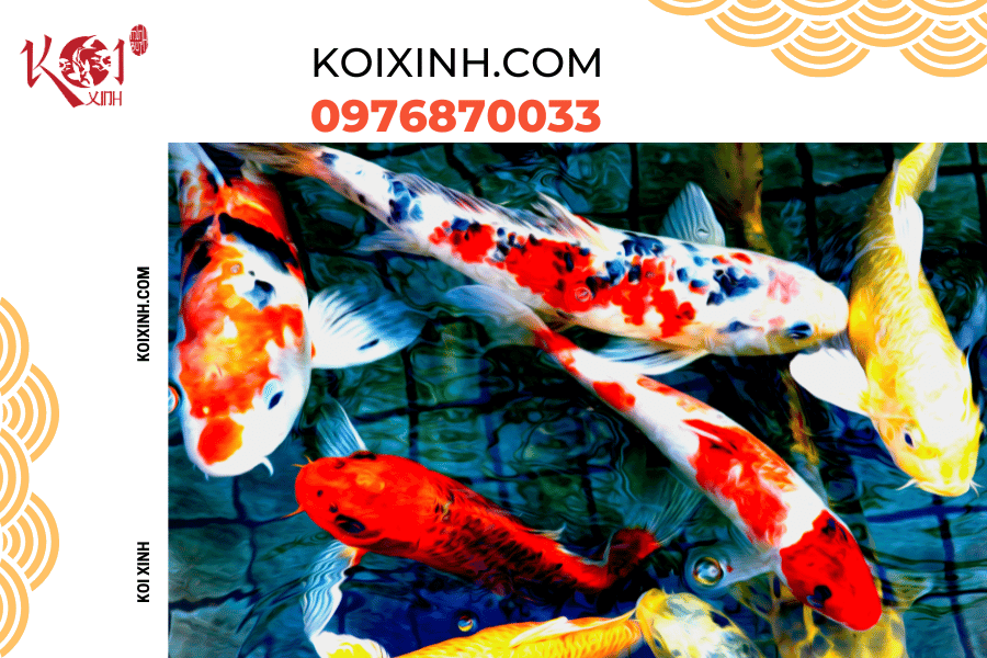 Đừng lo lắng về việc cá Koi không hoạt động nhiều vào mùa đông Trạng thái cơ thể của cá Koi trong mùa đông