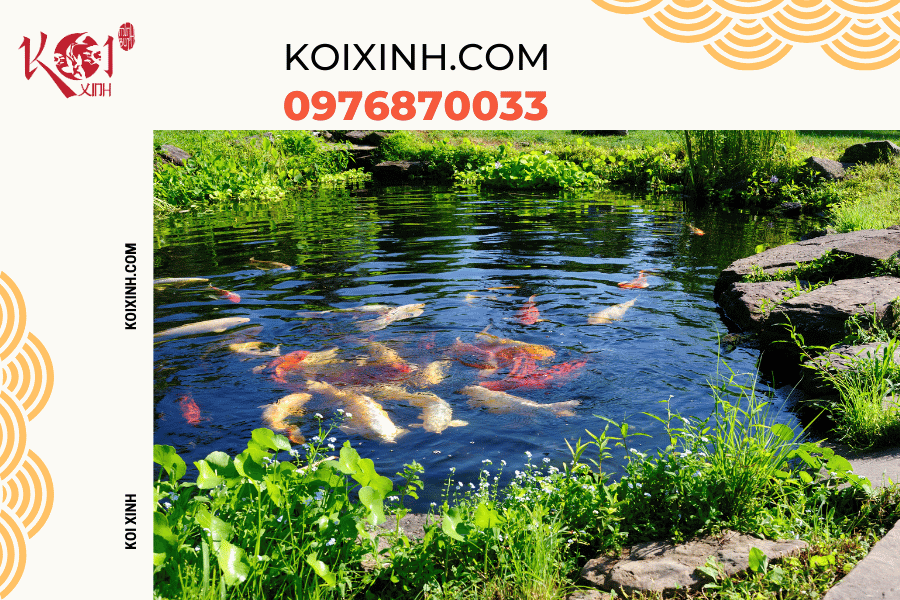 Đừng lo lắng về việc cá Koi không hoạt động nhiều vào mùa đông Dọn dẹp cây cối xung quanh hồ