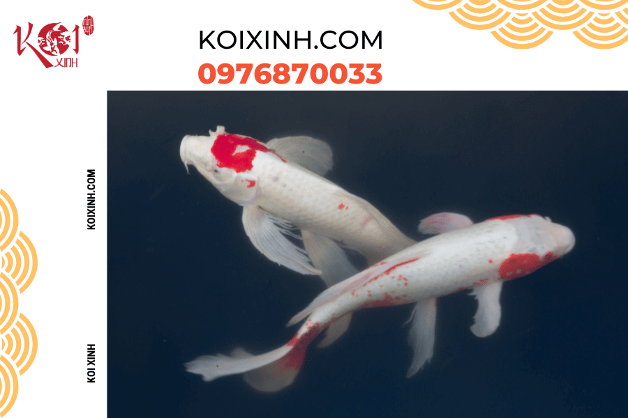 Đừng lo lắng về việc cá Koi không hoạt động nhiều vào mùa đông Giám sát sức khỏe cá Koi