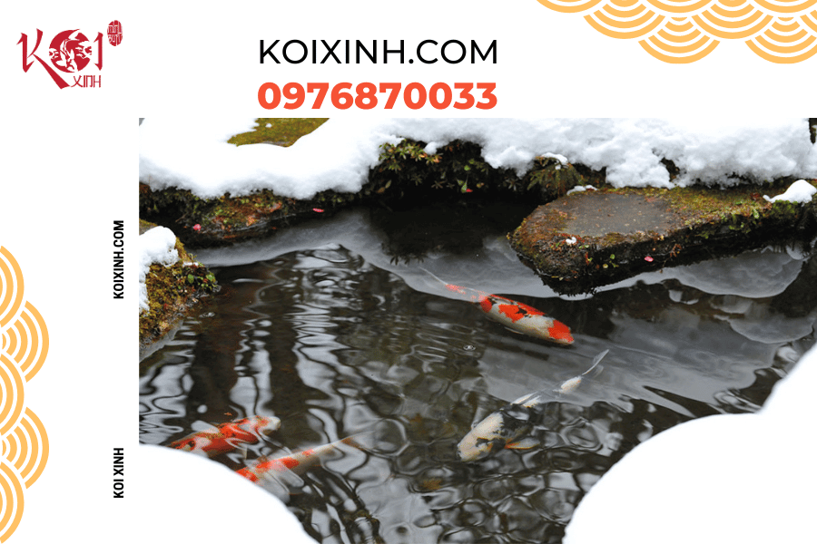 Đừng lo lắng về việc cá Koi không hoạt động nhiều vào mùa đông Nếu nước quá lạnh thì sao?