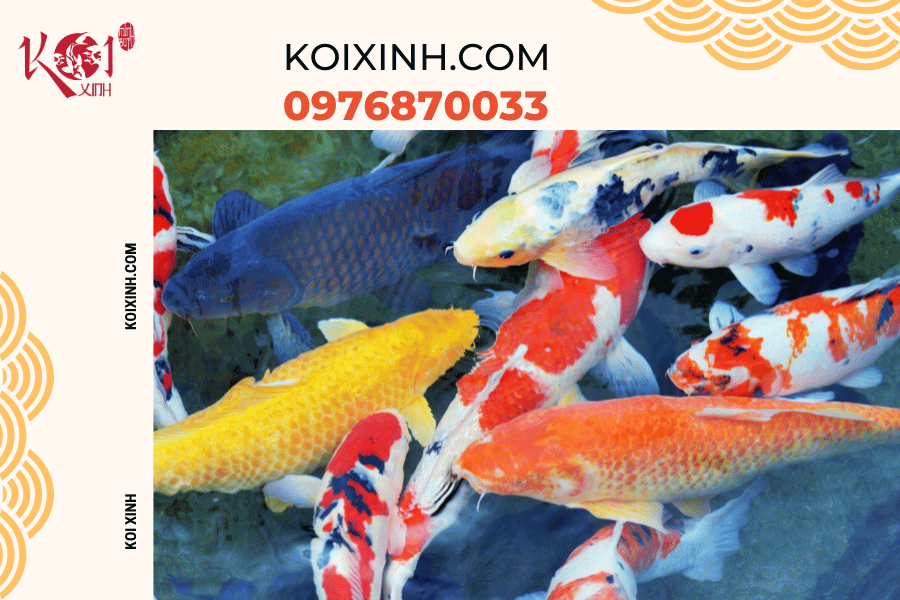 Đừng lo lắng về việc cá Koi không hoạt động nhiều vào mùa đông
