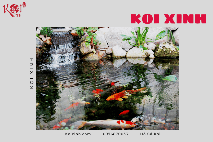 Mẹo diệt tảo xanh cho hồ cá Koi hiệu quả nhất