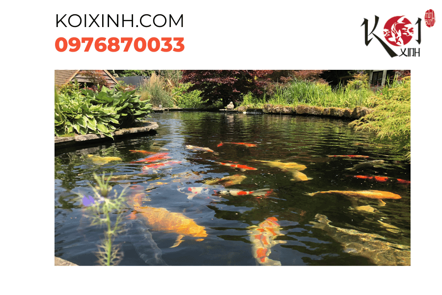 Hồ cá Koi: Nơi tạo dựng một thế giới thủy sinh tuyệt vời Hồ cá Koi: Nơi tạo dựng một thế giới thủy sinh tuyệt vời