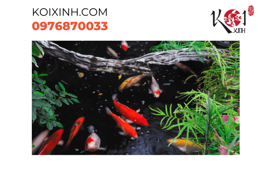 Đảm bảo nước trong hồ luôn trong suốt và sạch sẽ để cá Koi thăng hoa Đảm bảo nước trong hồ luôn trong suốt và sạch sẽ để cá Koi thăng hoa