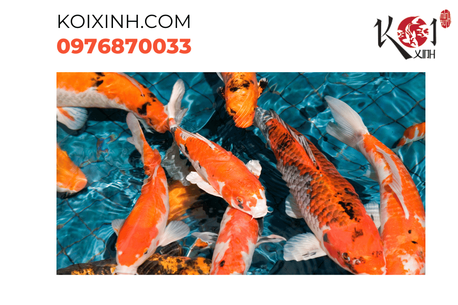Cung cấp môi trường lý tưởng để cá Koi thể hiện vẻ đẹp tự nhiên của chúng Cung cấp môi trường lý tưởng để cá Koi thể hiện vẻ đẹp tự nhiên của chúng