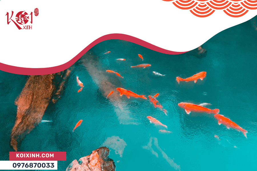 Tại sao cá Koi lại chết khi thả vào hồ mới