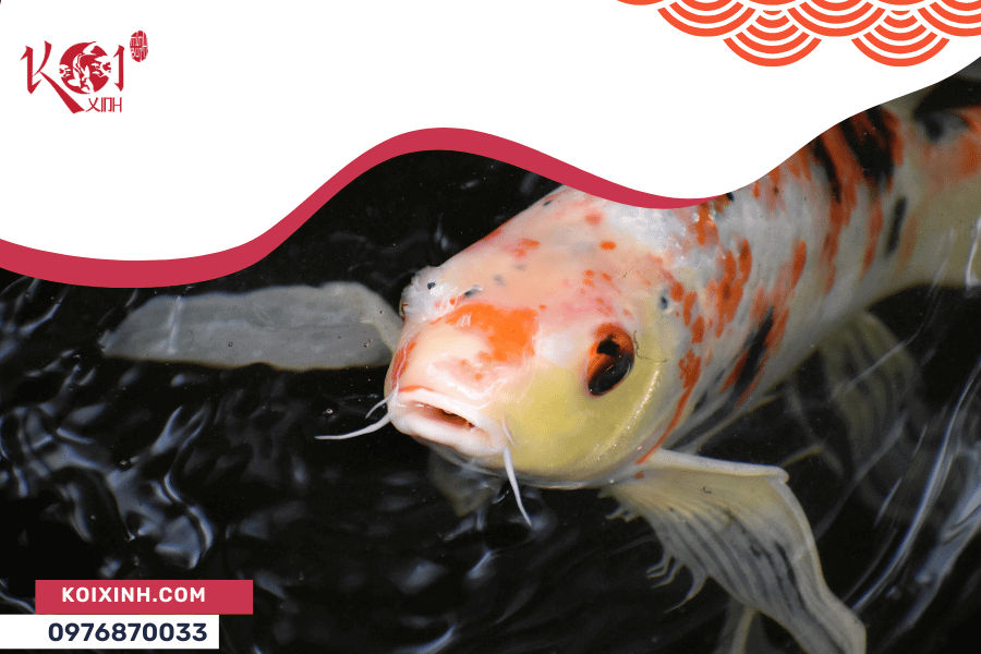 Nguyên nhân cá Koi chết và làm thế nào để phòng tránh