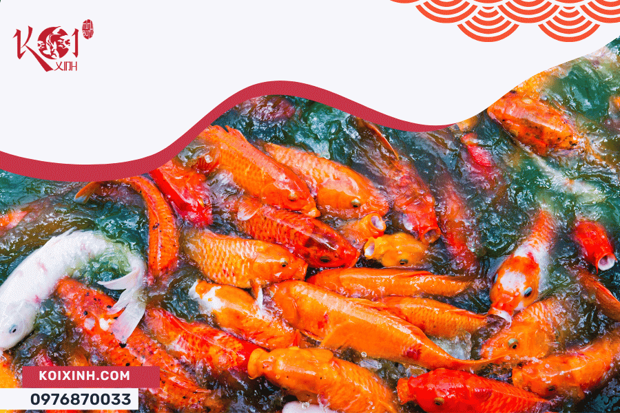 Nguyên nhân cá Koi chết và làm thế nào để phòng tránh