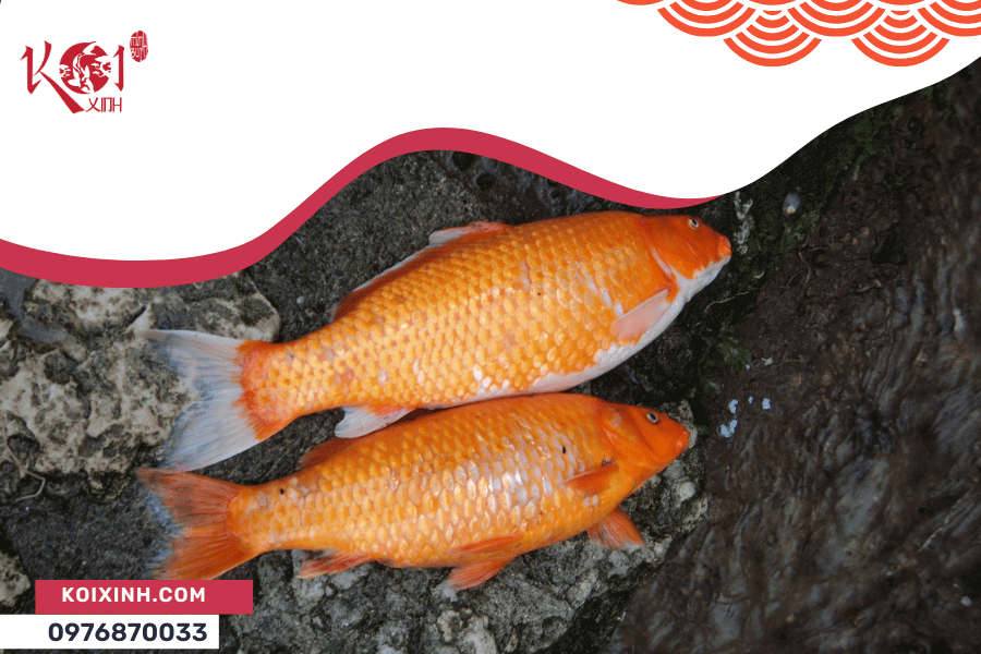 Nguyên nhân cá Koi chết và làm thế nào để phòng tránh