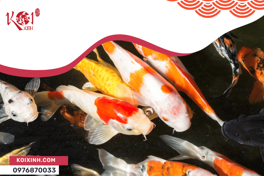 Nguyên nhân cá Koi chết và làm thế nào để phòng tránh