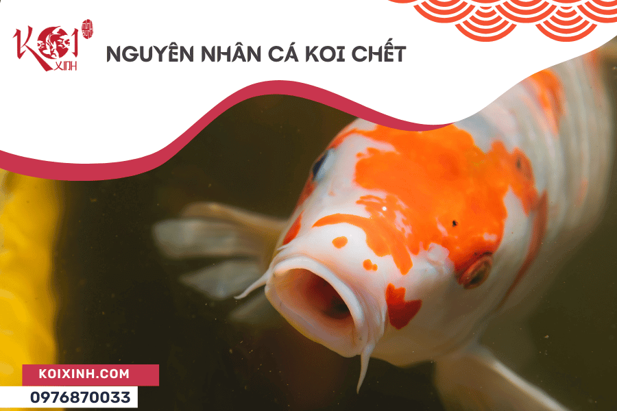 Nguyên nhân cá Koi chết và làm thế nào để phòng tránh