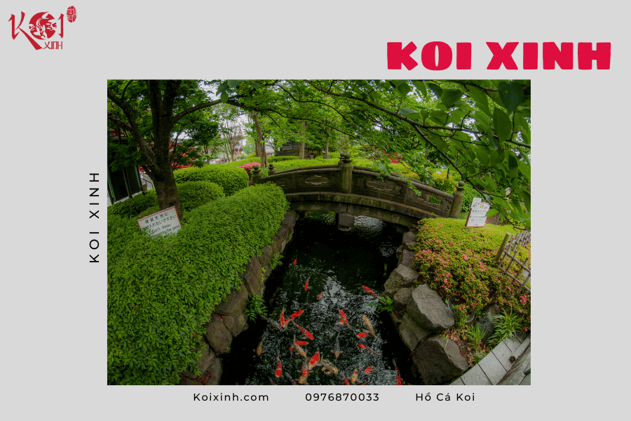 Những lợi ích của hồ cá Koi Những lợi ích của hồ cá Koi