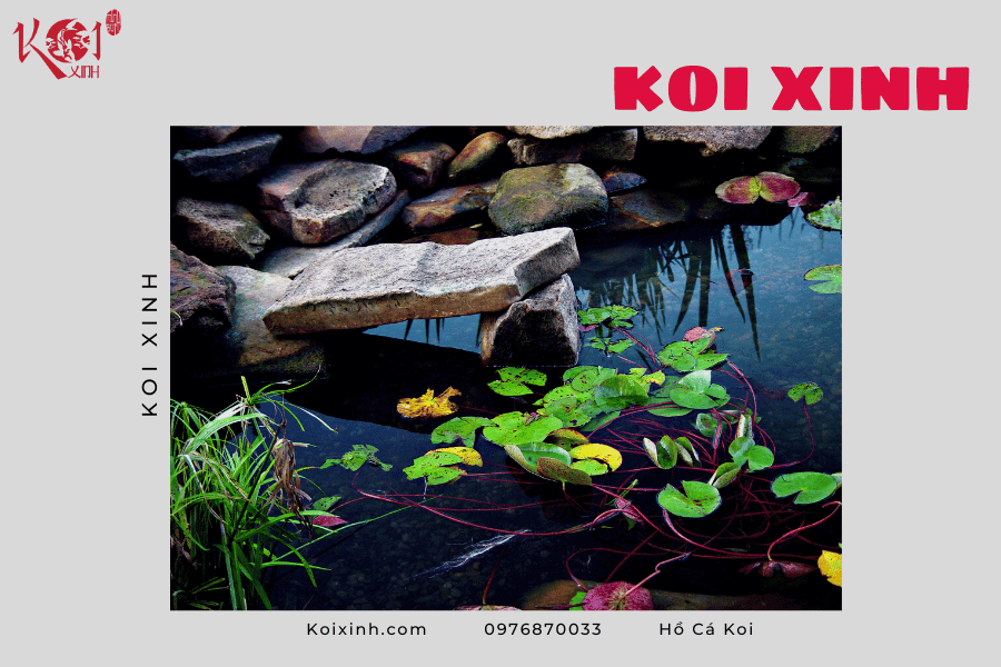 Những lợi ích của hồ cá Koi Những lợi ích của hồ cá Koi