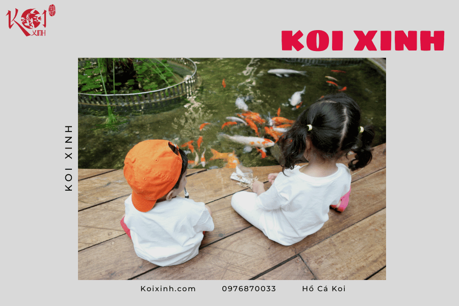 Những lợi ích của hồ cá Koi Những lợi ích của hồ cá Koi