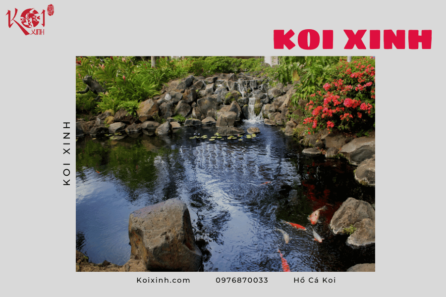 Những lợi ích của hồ cá Koi Những lợi ích của hồ cá Koi