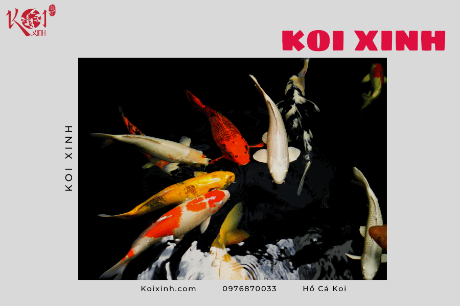 Những lợi ích của hồ cá Koi Những lợi ích của hồ cá Koi