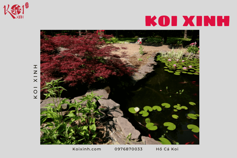 Những lợi ích của hồ cá Koi Những lợi ích của hồ cá Koi