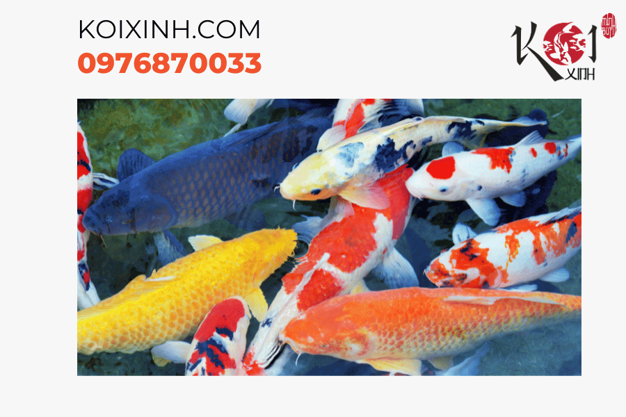 Khoảnh khắc đẹp như tranh vẽ, những con cá Koi trong hồ thủy sinh Khoảnh khắc đẹp như tranh vẽ, những con cá Koi trong hồ thủy sinh