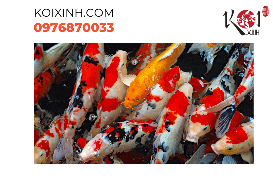 Cá Koi - biểu tượng văn hóa và may mắn. Cá Koi - biểu tượng văn hóa và may mắn.