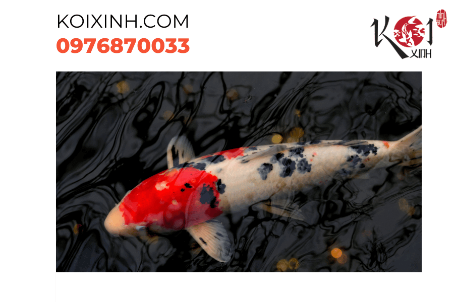 Đắm mình trong thế giới màu sắc của cá Koi. Đắm mình trong thế giới màu sắc của cá Koi.
