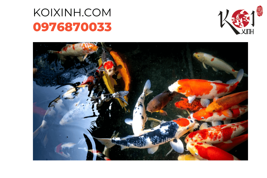 Những điểm nhấn hoàn hảo - cá Koi trong hồ thủy sinh. Những điểm nhấn hoàn hảo - cá Koi trong hồ thủy sinh.