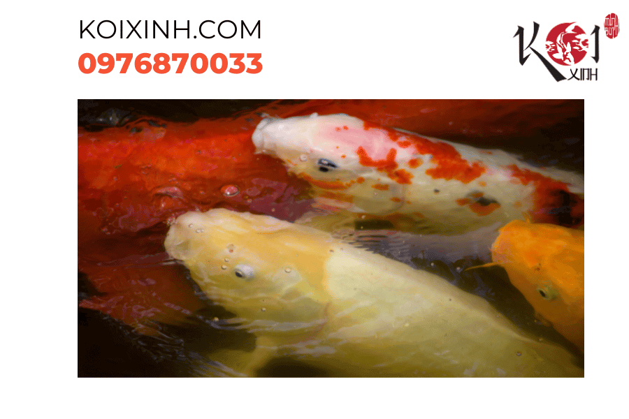 Sự kiên nhẫn và sự tinh tế, cá Koi là tác phẩm nghệ thuật sống. Sự kiên nhẫn và sự tinh tế, cá Koi là tác phẩm nghệ thuật sống.